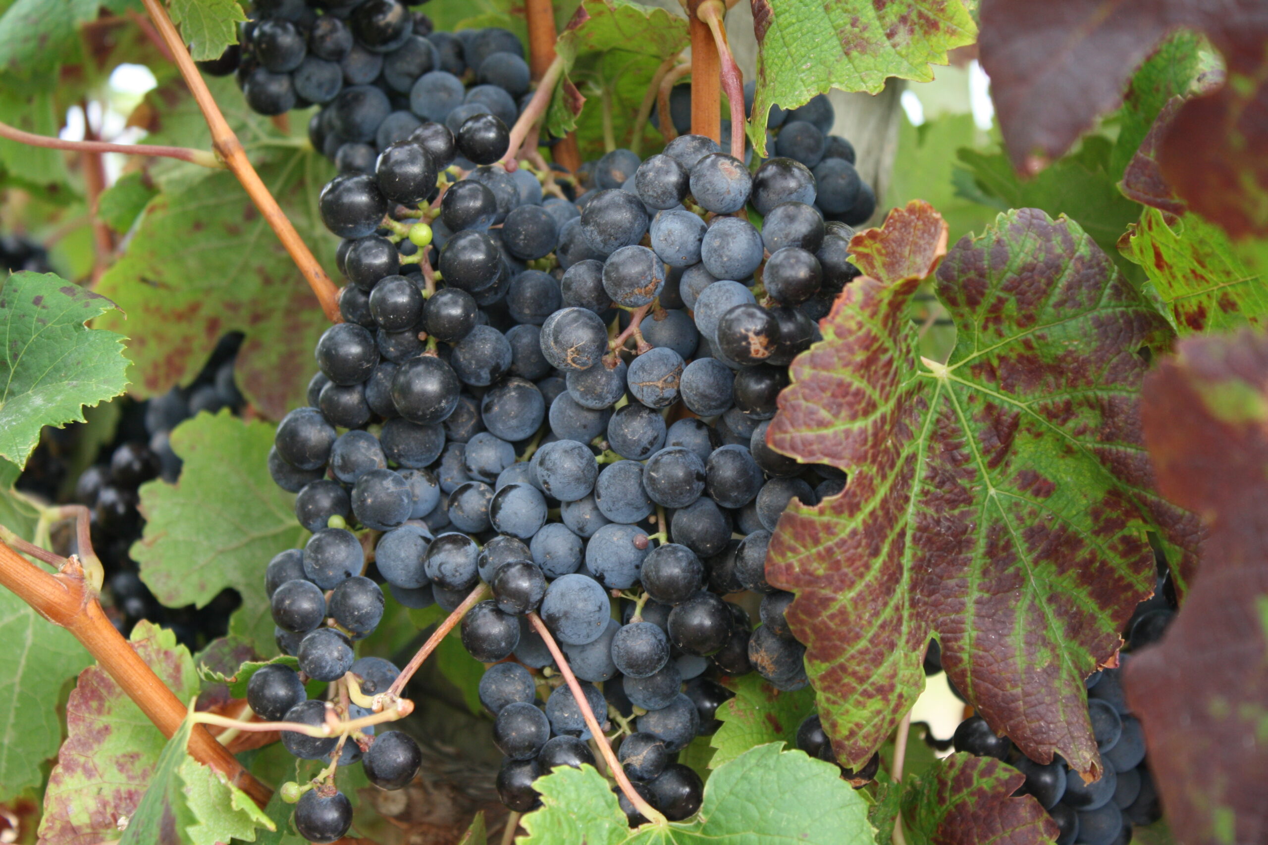 Wine & Romance — Why Bold Reds Belong on Valentine’s Tables