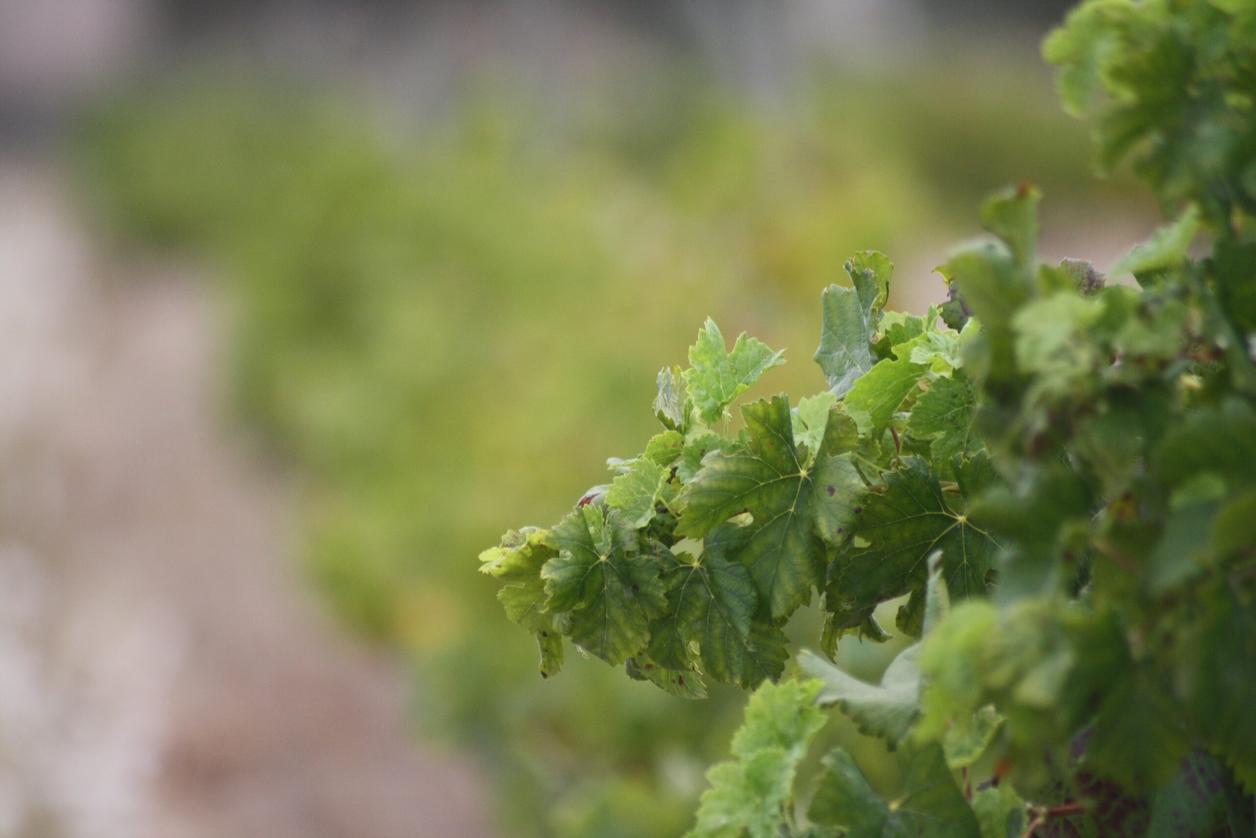 Summer Structure — Why Balance Matters in Warm-Weather Wines