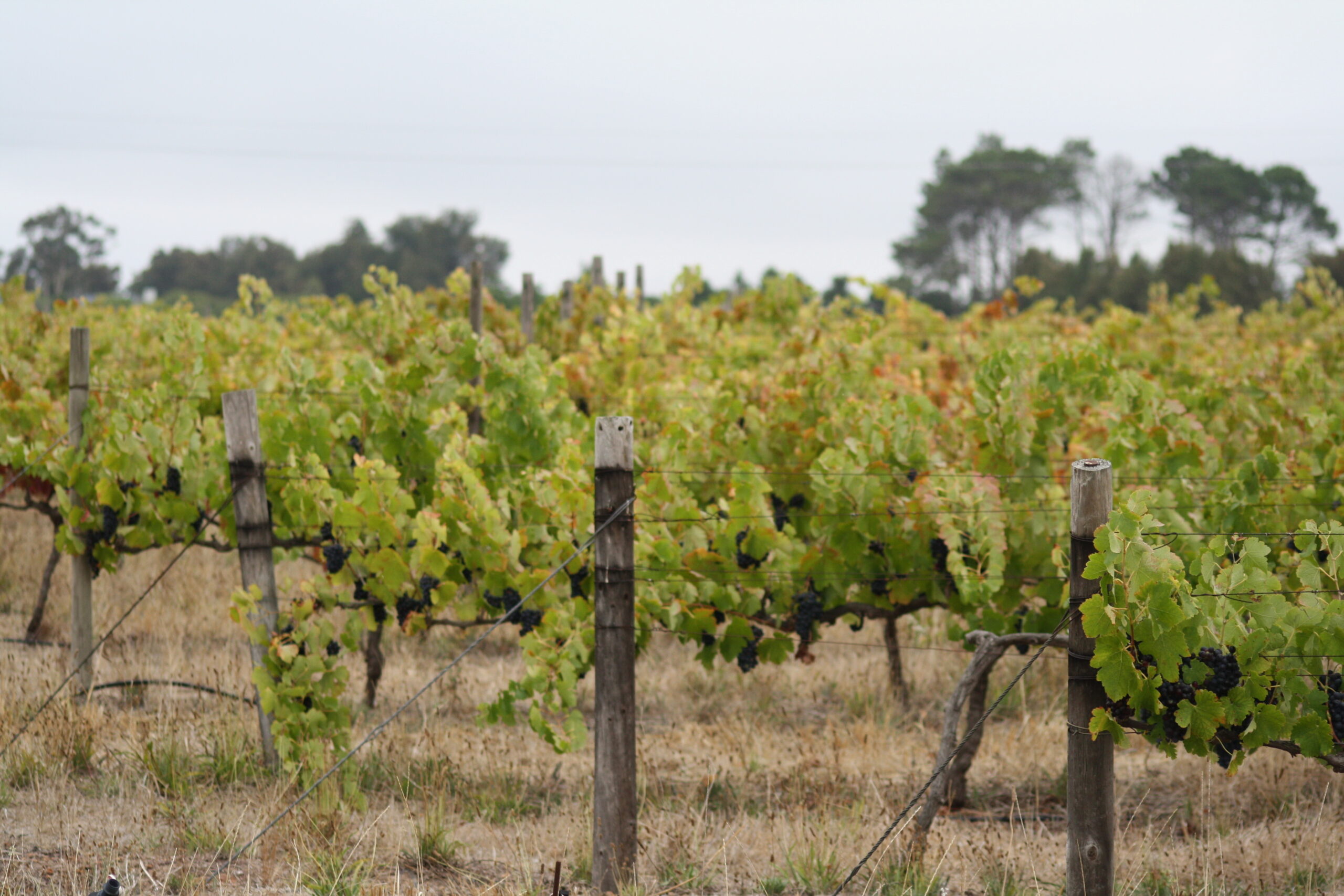 What February Means in the Vineyard