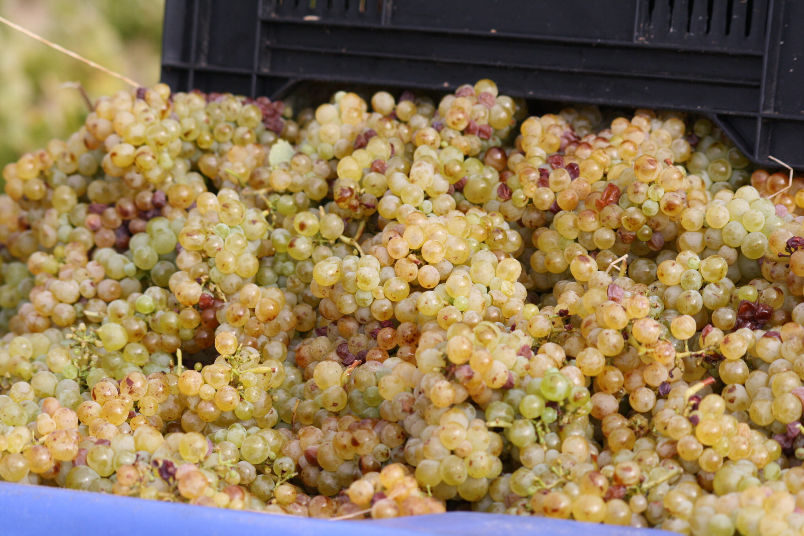 Harvest Time — The Most Exciting Month in the Vineyard