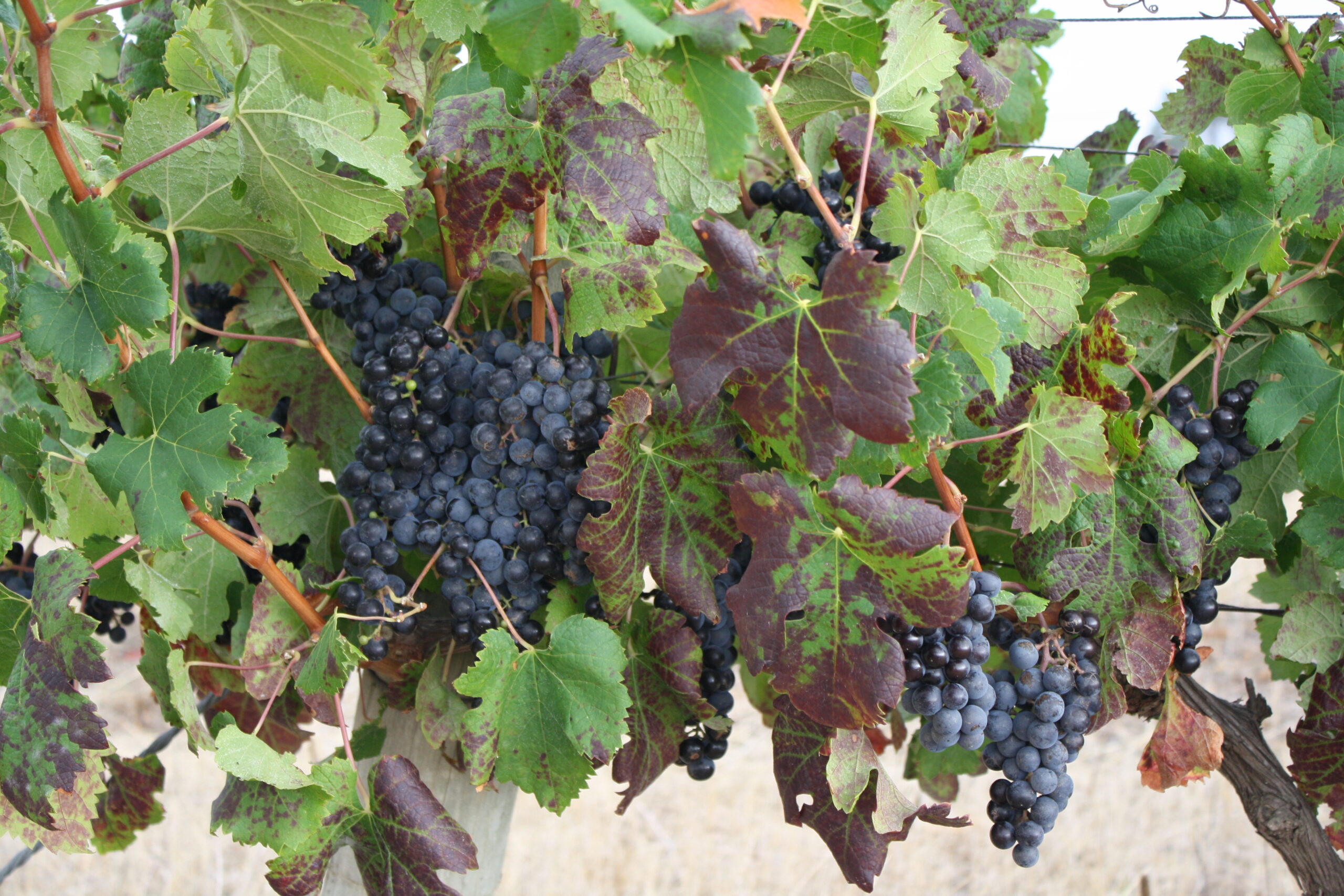 Autumn Entertaining — The Perfect Season for Bold Reds