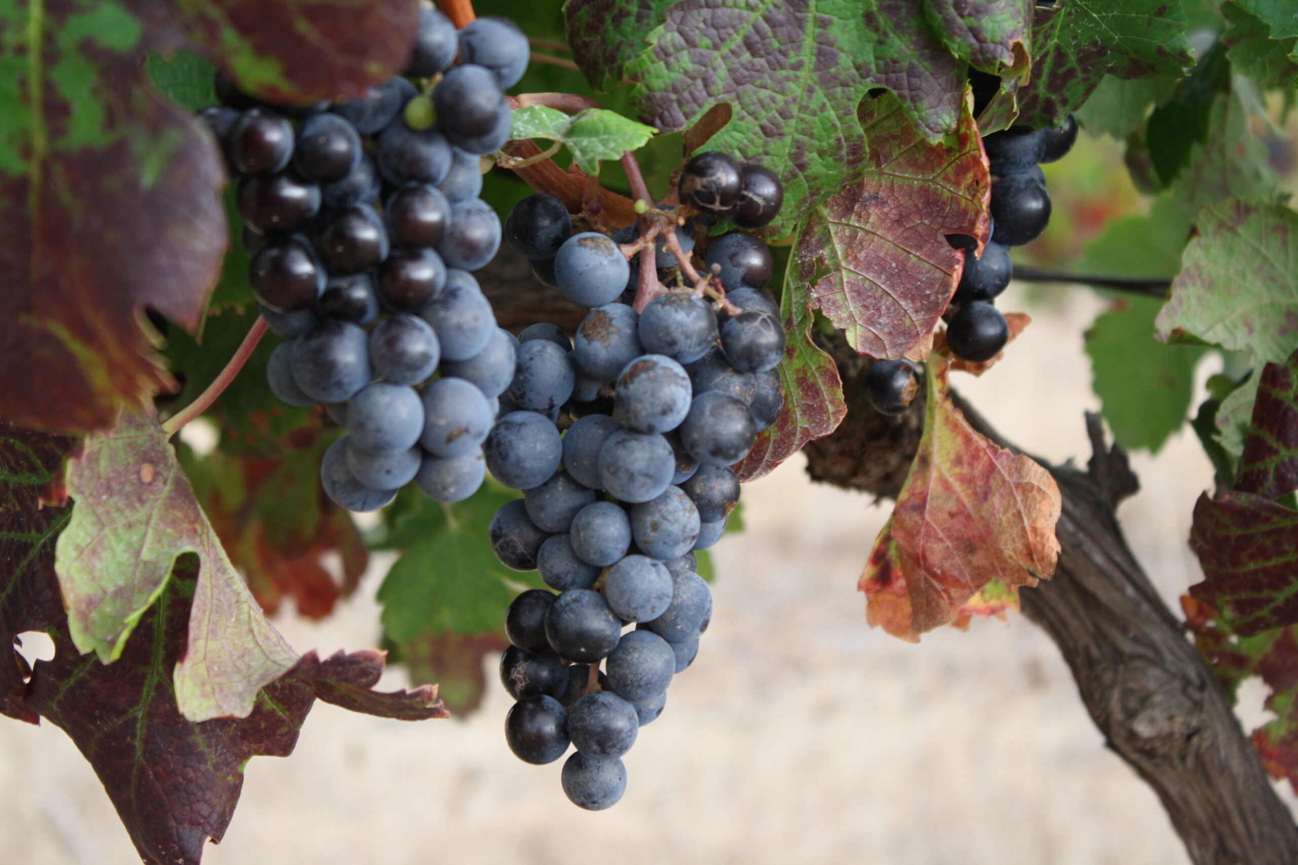 Why Some of the World’s Darkest Wines Come from Post House
