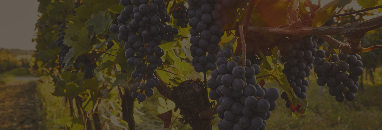 Let's Connect - Post House Wines
