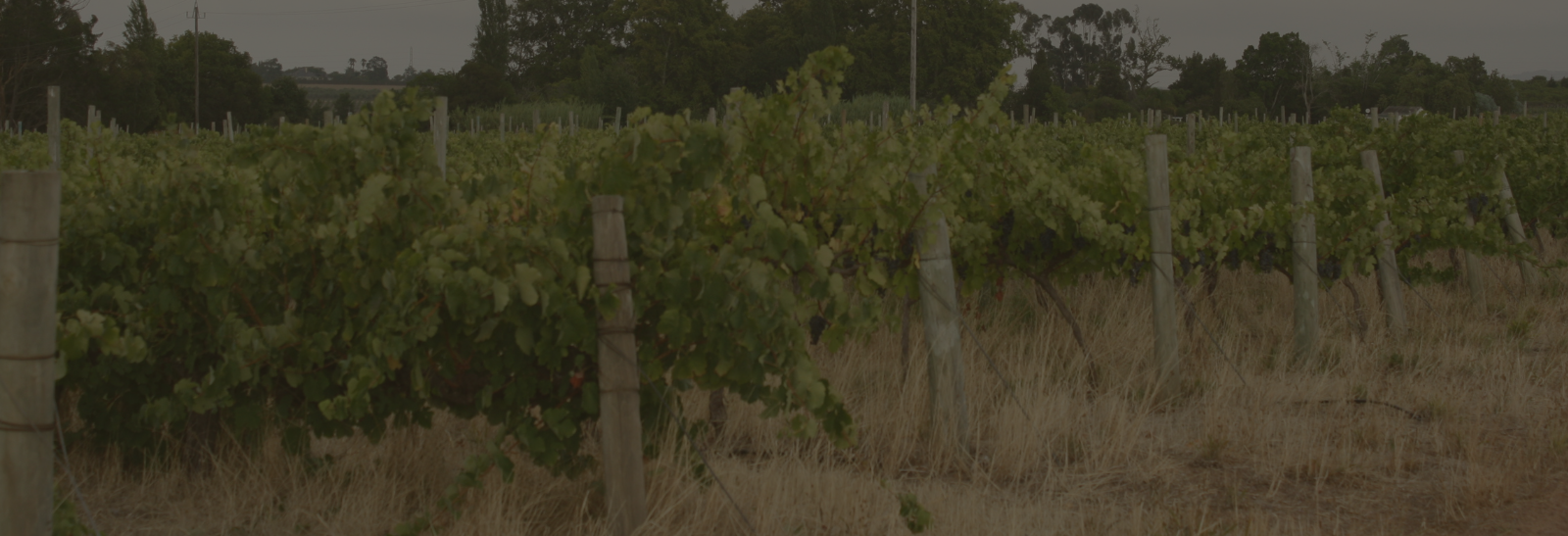 Vineyards
